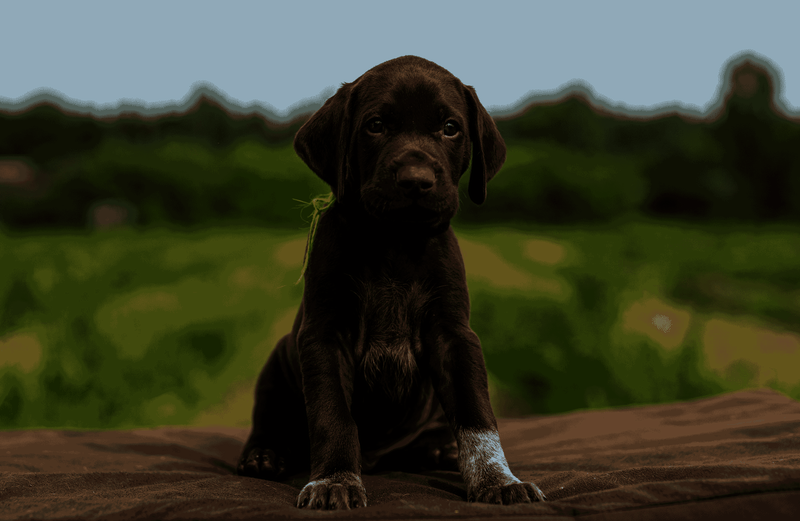 German Pointer Breed Information