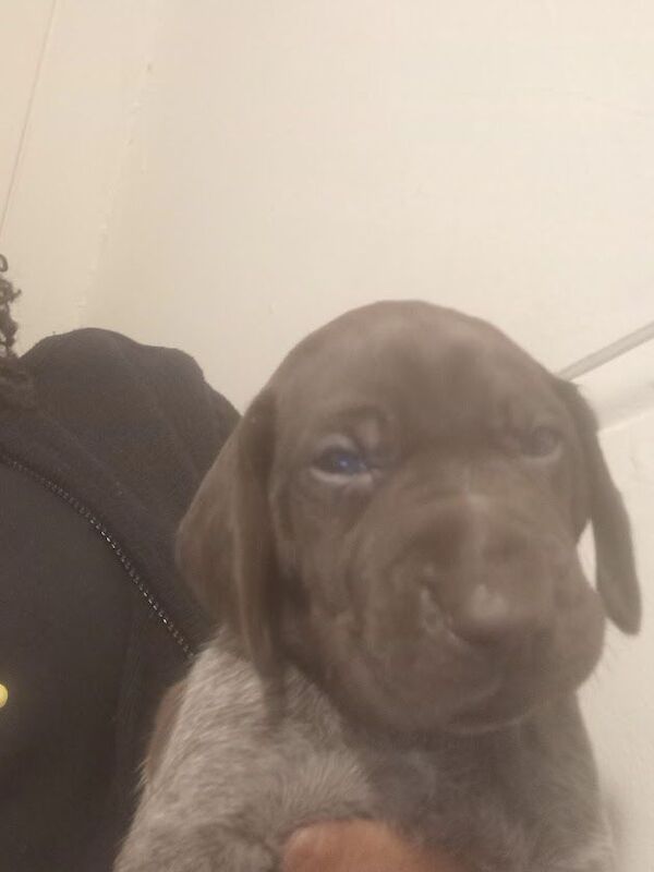 German Pointer puppies for sale in Brighton, East Sussex – KC registered, 4 weeks old