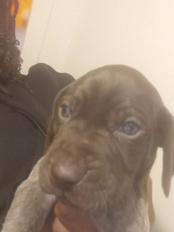 German Pointer puppies for sale in Brighton, East Sussex – KC registered, 4 weeks old - Image 2 of 3