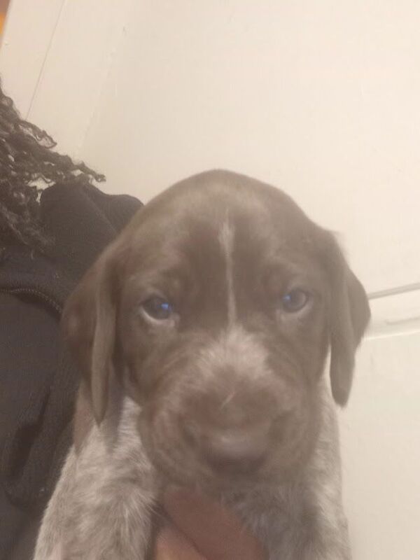 German Pointer puppies for sale in Brighton, East Sussex – KC registered, 4 weeks old - Image 3 of 3