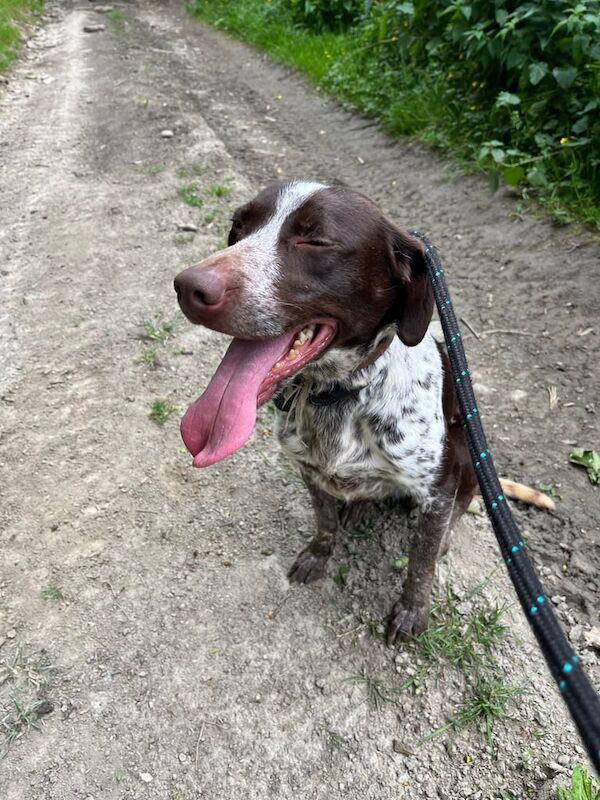 German Pointer puppies for sale in Ludlow, Shropshire – 2 years old