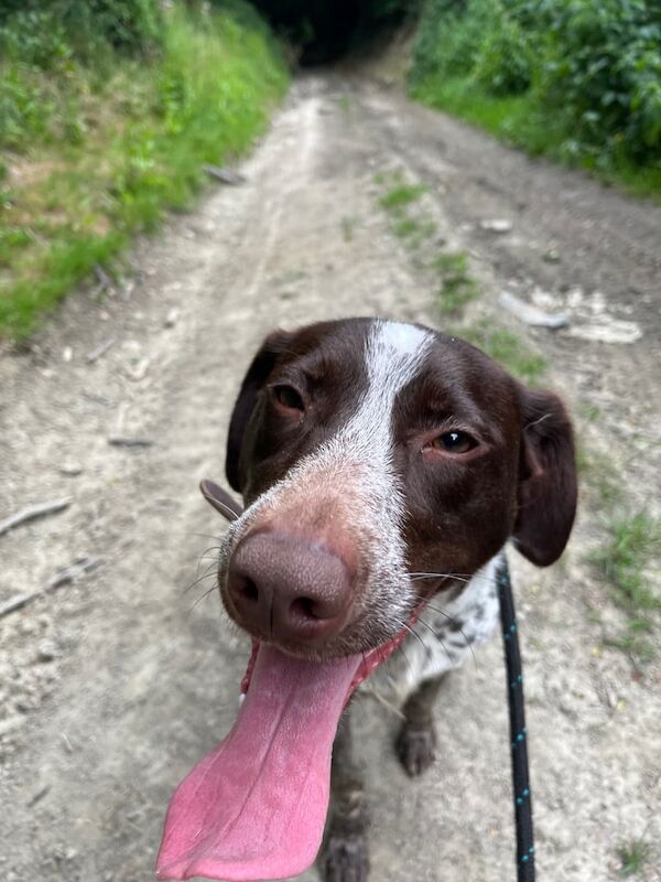 German Pointer puppies for sale in Ludlow, Shropshire – 2 years old - Image 2 of 3