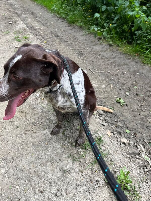 German Pointer puppies for sale in Ludlow, Shropshire – 2 years old - Image 3 of 3