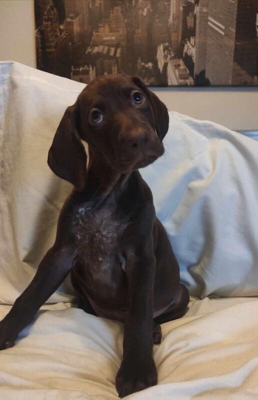 Fab German pointer pups for sale in Sunderland, Tyne and Wear