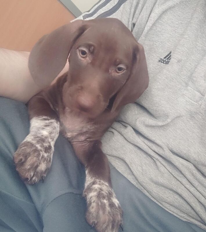 German Pointer puppies for sale in Sunderland, Tyne and Wear – KC registered, 1 year old - Image 3 of 5