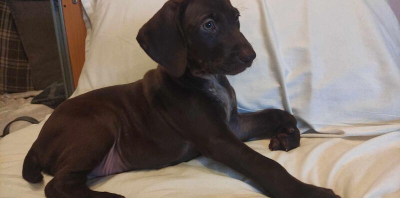 German Pointer puppies for sale in Sunderland, Tyne and Wear – KC registered, 1 year old - Image 4 of 5