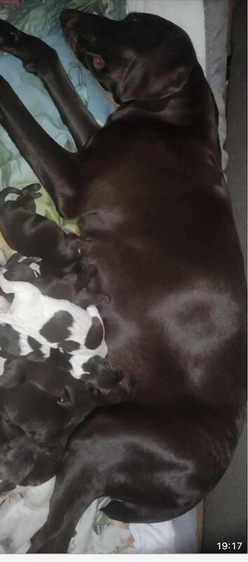 German Pointer puppies for sale in Sunderland, Tyne and Wear – KC registered, 1 year old - Image 2 of 5