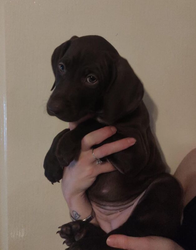 Pointer Puppies For Sale In Omagh, County Tyrone Under £1,000