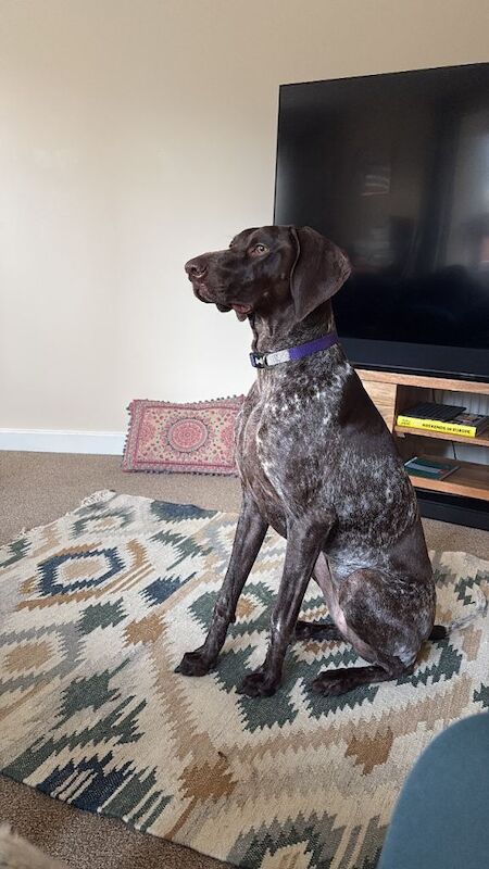 Female GSP