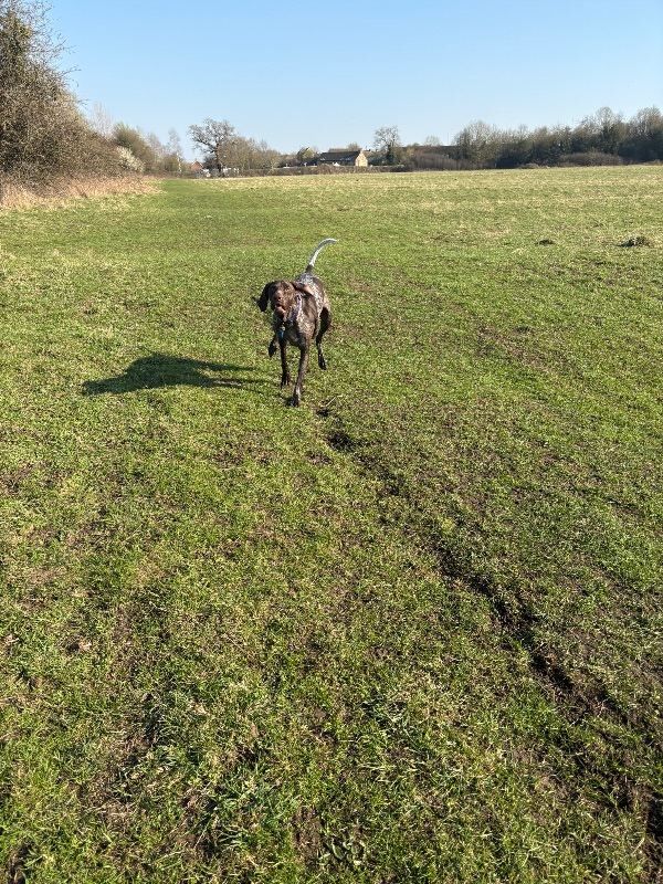 Female GSP - Image 2 of 3