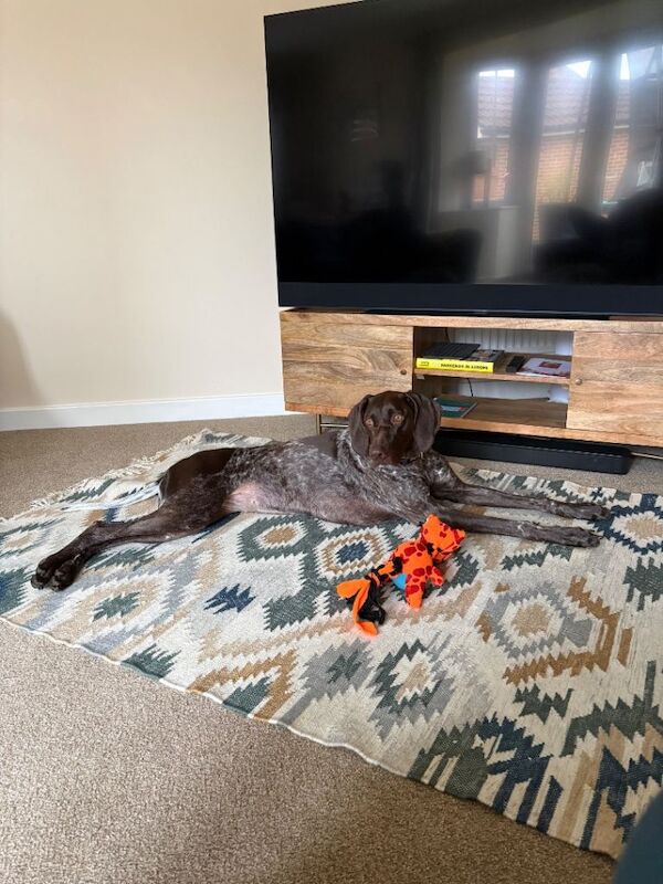 Female GSP - Image 3 of 3