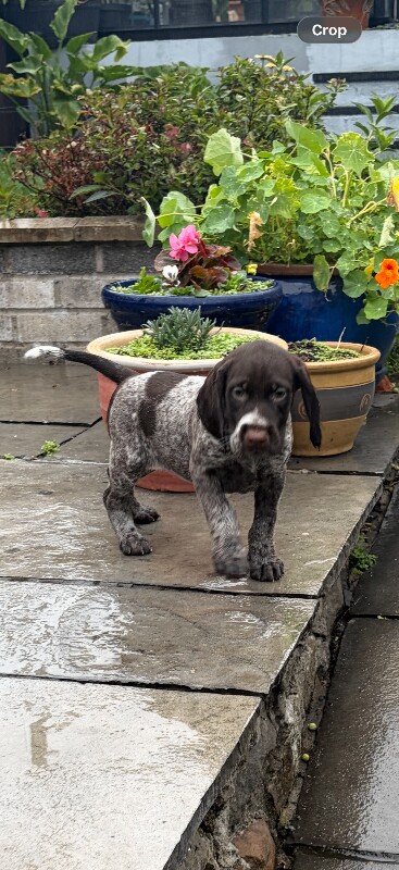 For sale We have a litter of German Pointer Puppies. - Image 3 of 4