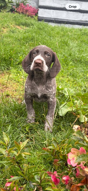 For sale We have a litter of German Pointer Puppies. - Image 4 of 4