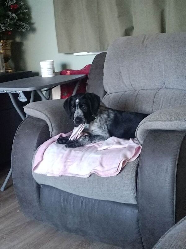 German Pointer puppies for sale in Birchgrove, Mid Glamorgan – 3 months old