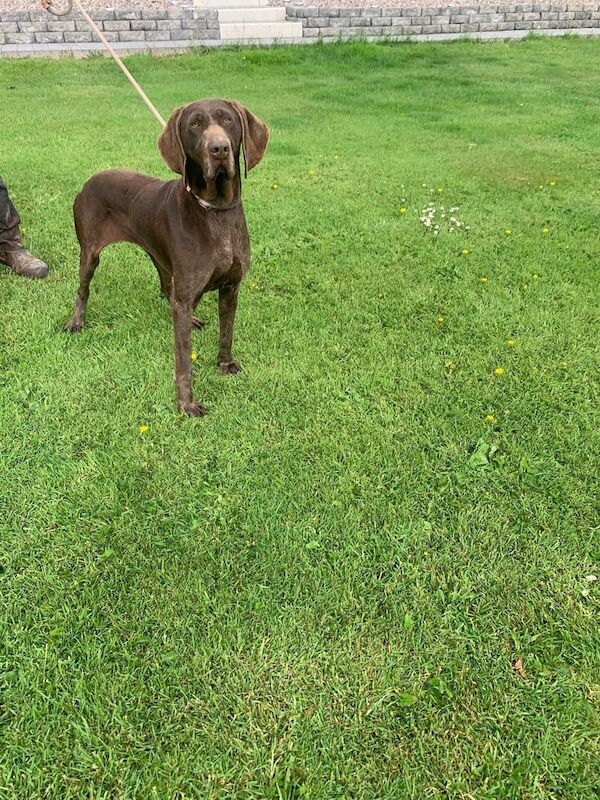 German pointer females for sale in Randalstown, County Antrim