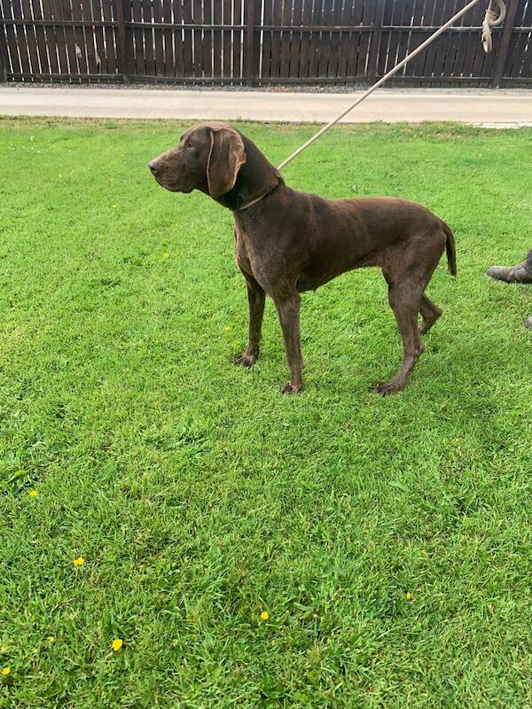 German pointer females for sale in Randalstown, County Antrim | Image 2