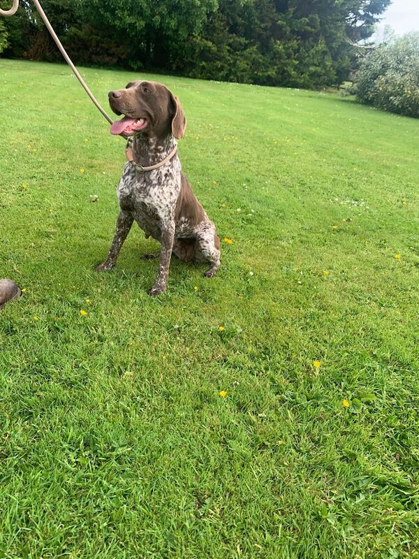 German pointer females for sale in Randalstown, County Antrim | Image 3