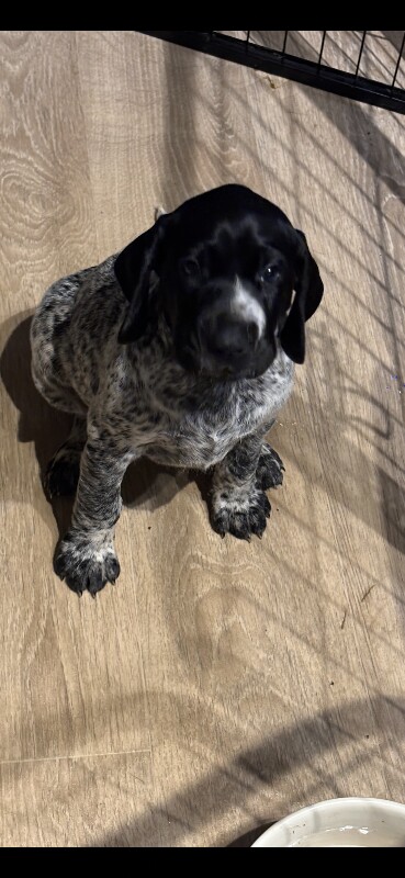 Pointer Puppies For Sale