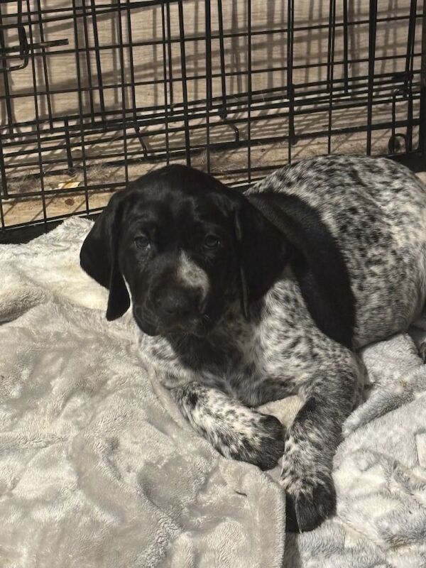 German Pointer puppies for sale in South Brent, Devon – 9 weeks old - Image 2 of 4
