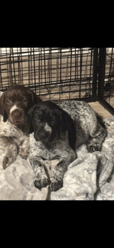 German Pointer puppies for sale in South Brent, Devon – 9 weeks old - Image 3 of 4
