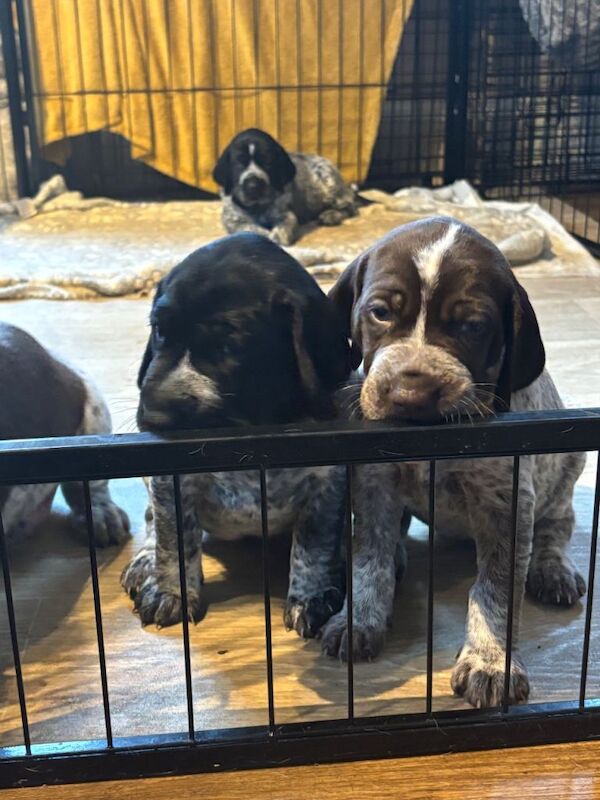 German Pointer puppies for sale in South Brent, Devon – 9 weeks old - Image 4 of 4