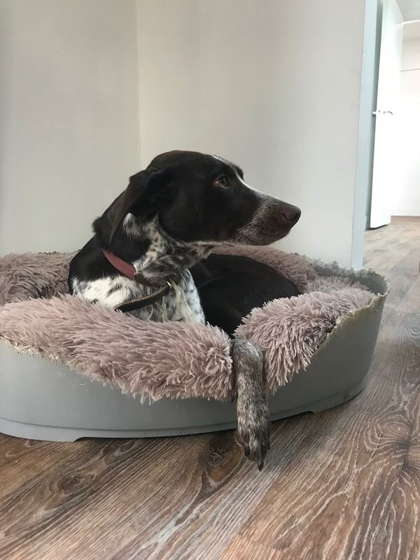 German Pointer puppies for sale in Hagley, Herefordshire – 2 years old