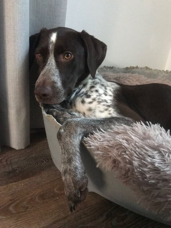 German Pointer puppies for sale in Hagley, Herefordshire – 2 years old - Image 2 of 3
