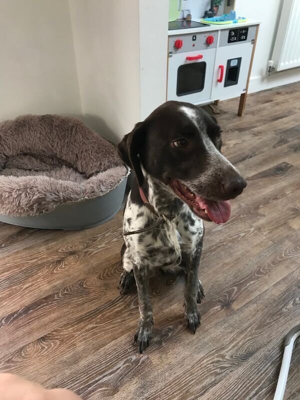 German Pointer puppies for sale in Hagley, Herefordshire – 2 years old - Image 3 of 3