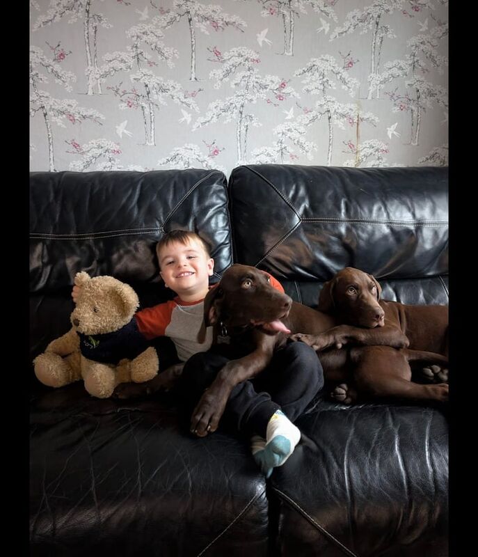 German Pointer puppies for sale in Pontypridd, Mid Glamorgan – 9 months old