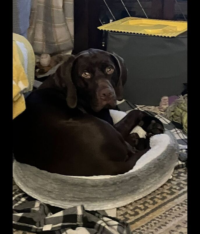 German Pointer puppies for sale in Pontypridd, Mid Glamorgan – 9 months old - Image 2 of 5