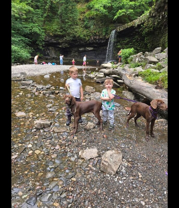 German Pointer puppies for sale in Pontypridd, Mid Glamorgan – 9 months old - Image 3 of 5