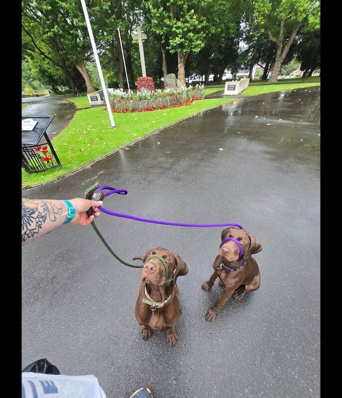 German Pointer puppies for sale in Pontypridd, Mid Glamorgan – 9 months old - Image 4 of 5