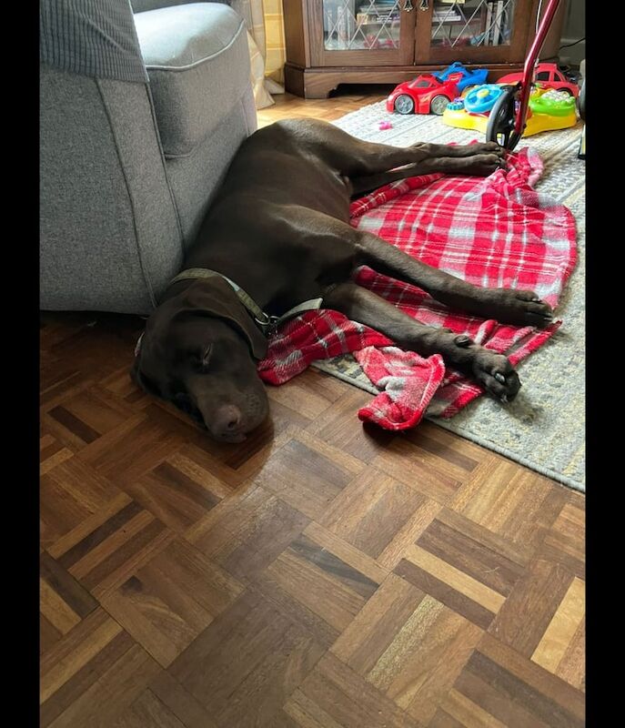 German Pointer puppies for sale in Pontypridd, Mid Glamorgan – 9 months old - Image 5 of 5