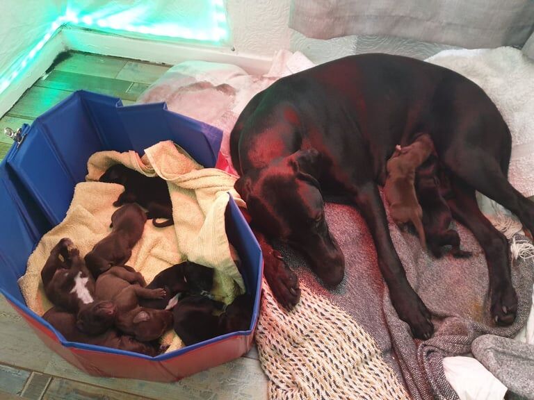 German Pointer puppies for sale in Alexandria, Dunbartonshire – 8 weeks old