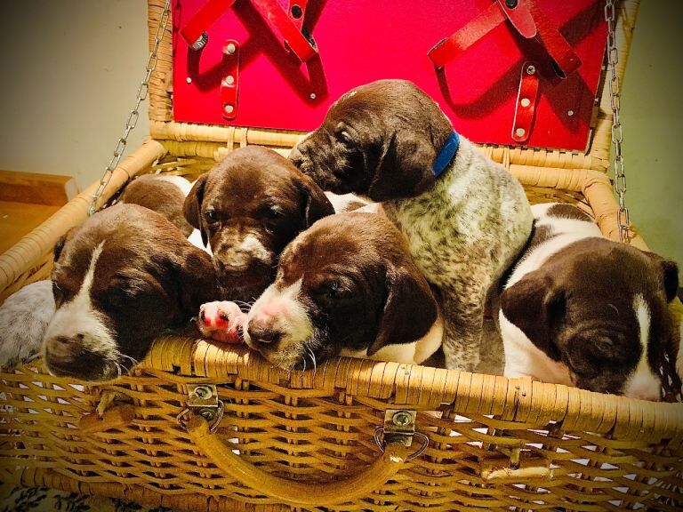 German Pointer puppies for sale in Knighton / Tref-y-Clawdd, Powys – 7 weeks old