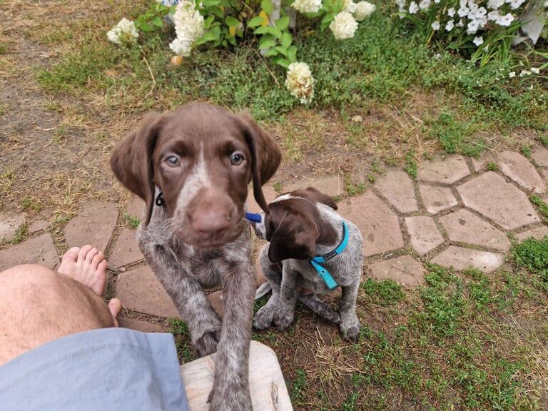 German Pointer puppies for sale in Newcastle upon Tyne, Tyne and Wear – 3 months old
