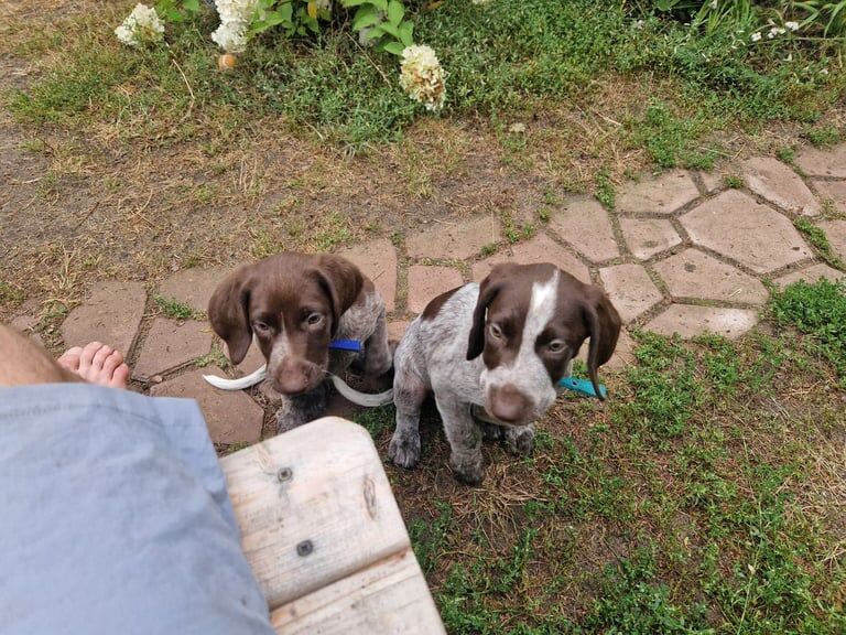 German Pointer puppies for sale in Newcastle upon Tyne, Tyne and Wear – 3 months old - Image 2 of 3