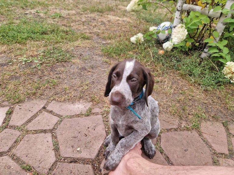 German Pointer puppies for sale in Newcastle upon Tyne, Tyne and Wear – 3 months old - Image 3 of 3