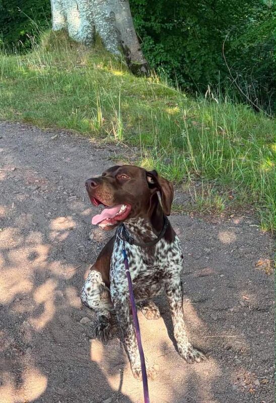 German Pointer Puppies For Sale Under £1,000