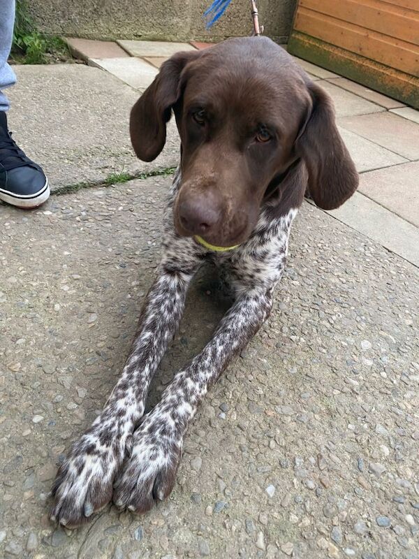 German shorthaired pointer - Image 2 of 2