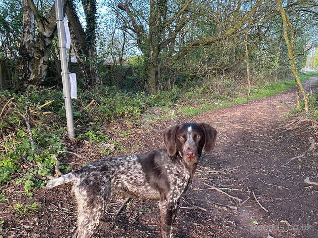 Buy and sell Pointer puppies and dogs online German Pointer Owners