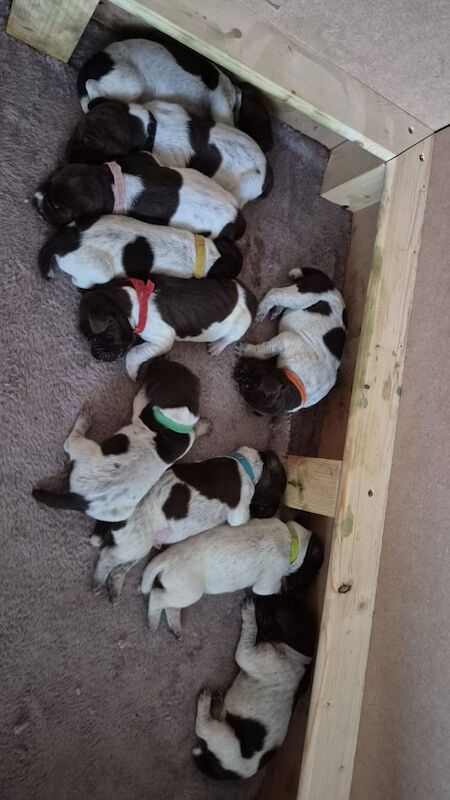 Pointer Puppies For Sale