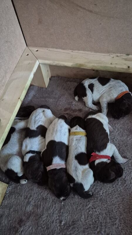 German Pointer puppies for sale in Pen-twyn, Gwent – KC registered, 5 weeks old - Image 2 of 4