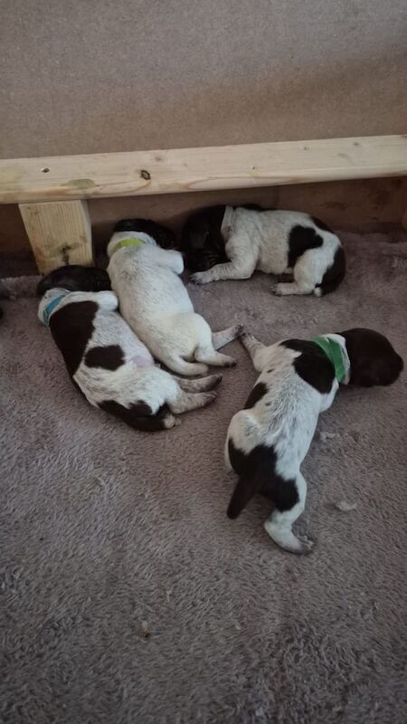 German Pointer puppies for sale in Pen-twyn, Gwent – KC registered, 5 weeks old - Image 3 of 4