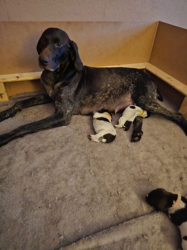 German Pointer puppies for sale in Pen-twyn, Gwent – KC registered, 5 weeks old - Image 4 of 4