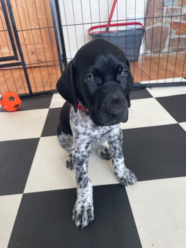 German Pointer puppies for sale in Brixham, Devon – KC registered, 8 weeks old