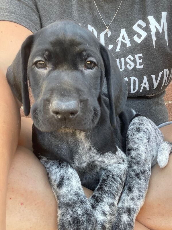 German Pointer puppies for sale in Brixham, Devon – KC registered, 8 weeks old - Image 2 of 3