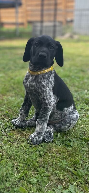German Pointer puppies for sale in Brixham, Devon – KC registered, 8 weeks old - Image 3 of 3