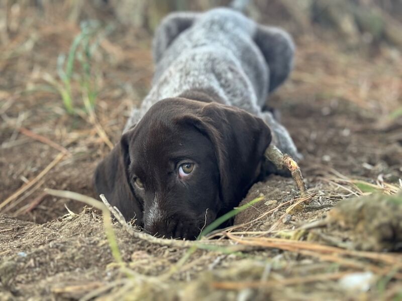 German Pointer puppies for sale in Penzance, Cornwall – 11 weeks old