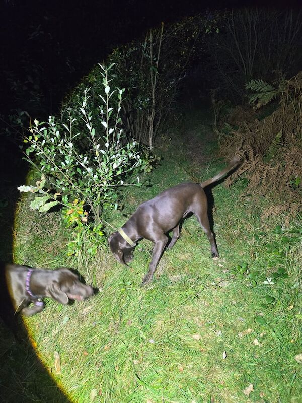 German Pointer puppies for sale in Pontypridd, Mid Glamorgan – 8 months old - Image 2 of 3